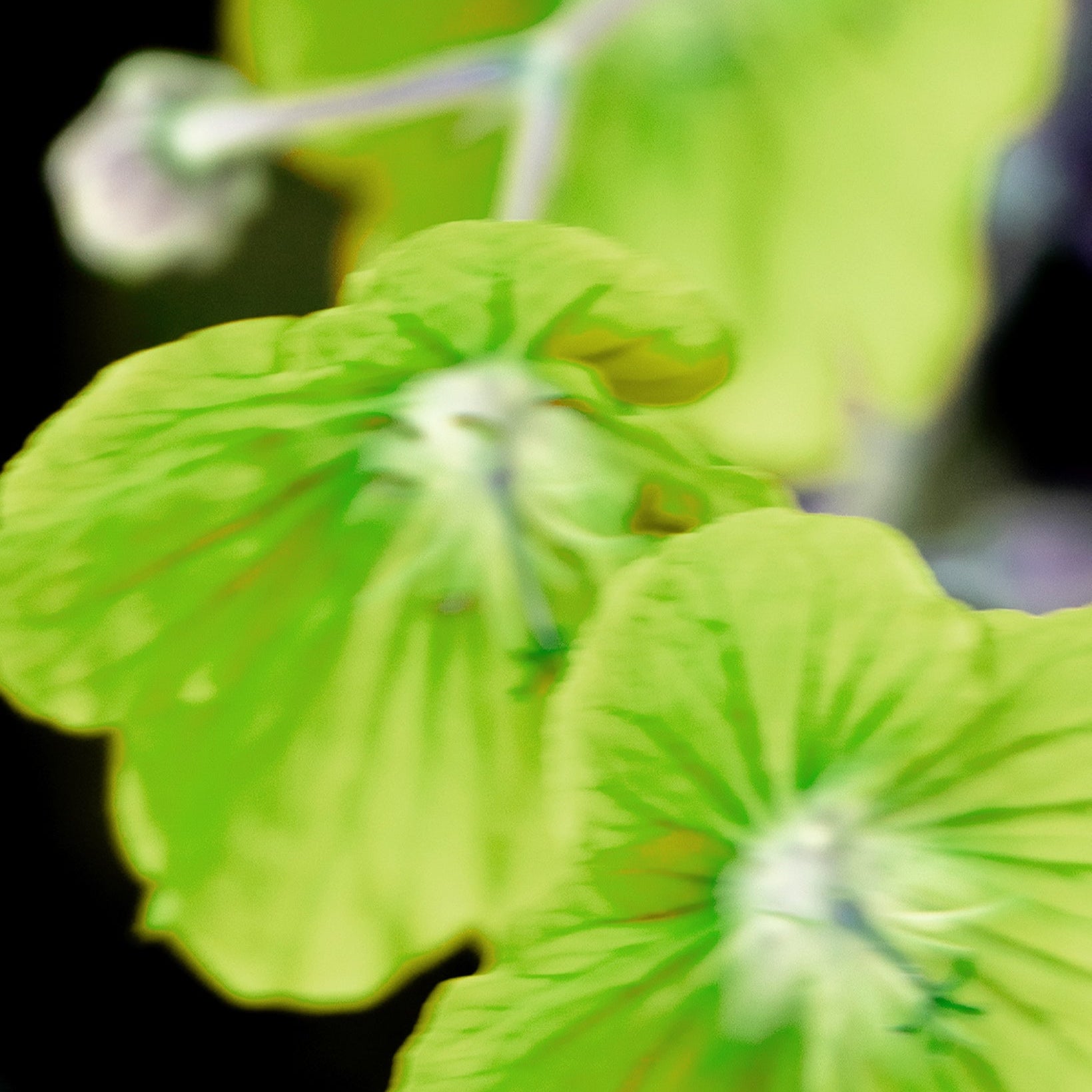 Reculver Parfum smaržūdens