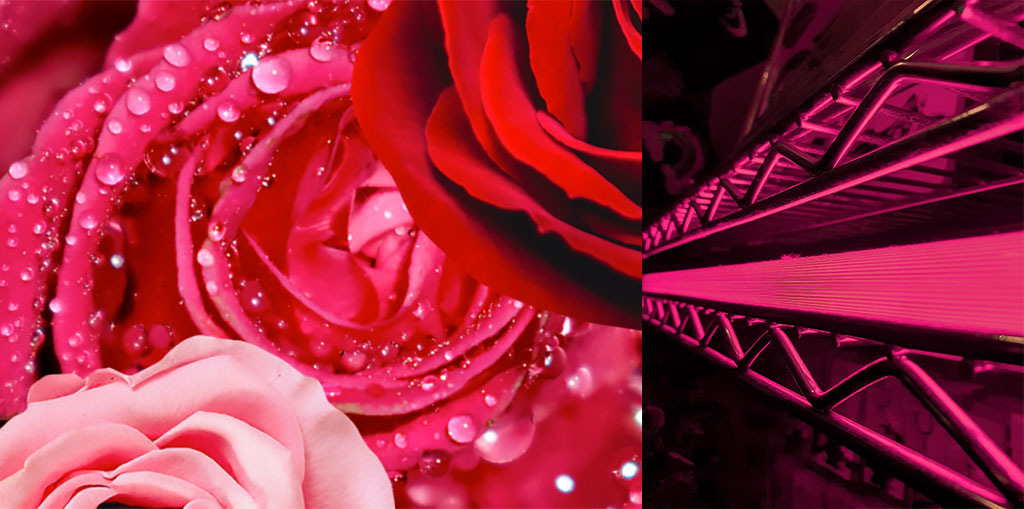 26 Isparta smaržūdens