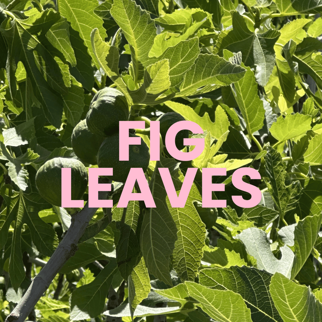 Fig Lemonade — fig leaf note